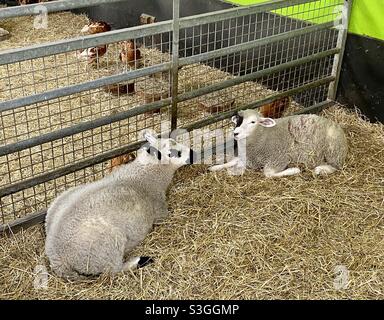 Moutons au parc agricole de Cotswold Banque D'Images