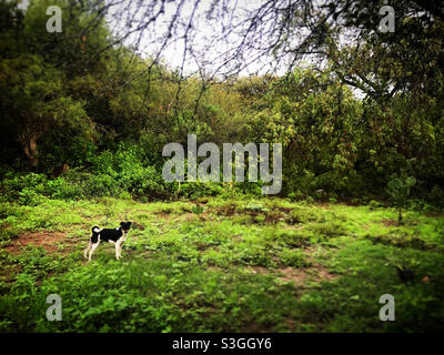 Un petit chien noir et blanc dans une priry verte dans une forêt au Mexique Banque D'Images