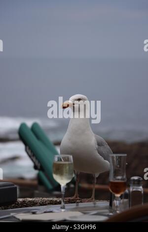 Mouette avec deux verres de vin Banque D'Images