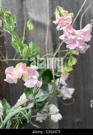 De jolies fleurs de pois doux qui poussent sur la vigne Banque D'Images