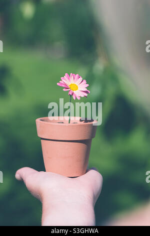 Fille tenant une jolie fleur rose dans un petit pot à fleurs Banque D'Images