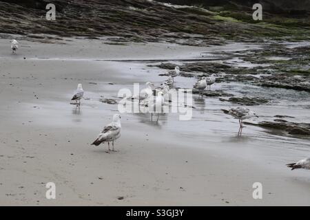 Un groupe de mouettes debout sur le sable en Bretagne Banque D'Images