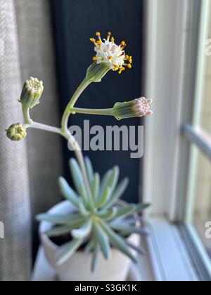 Plante à fleurs succulente, senecio serens 'croche bleu'. Banque D'Images