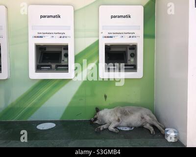 Un chien errant s'infiltre devant le distributeur automatique de billets Banque D'Images