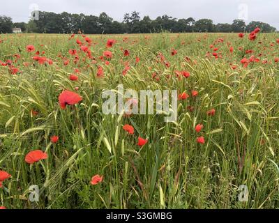 Coquelicots rouges dans un champ de blé vert dans la campagne de Norfolk Banque D'Images