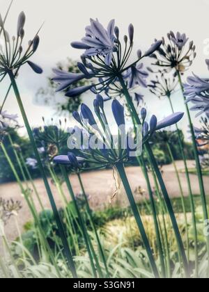 Agapanthus violet fleurs commençant à fleurir Banque D'Images