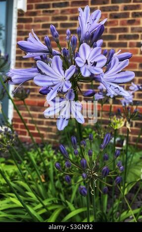 Agapanthus Purple Flower Banque D'Images