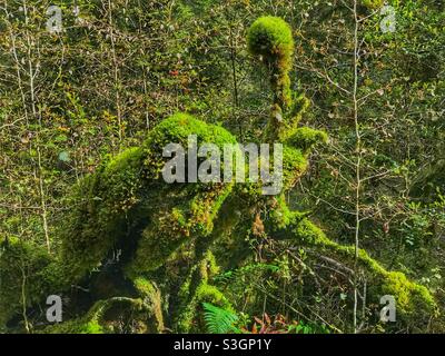 Mousse recouvrant un arbre tombé dans le parc national de Fiordland, Île du Sud, Nouvelle-Zélande Banque D'Images