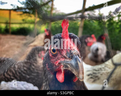 Poulets à travers une clôture en fil de fer Banque D'Images