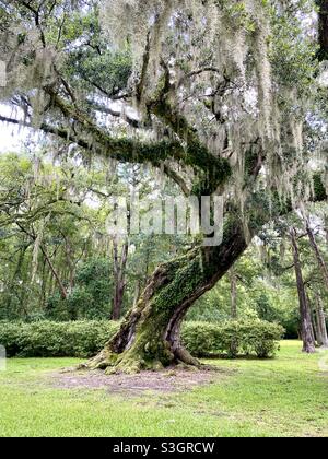 Le Cleveland Oak Banque D'Images