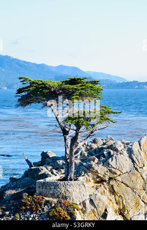 Cyprès solitaire sur 17 km de route, Monterey, Californie, États-Unis Banque D'Images