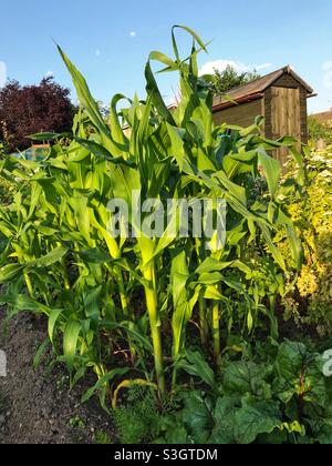 Maïs sucré biologique cultivé sur un marché de légumes au Royaume-Uni juillet 2021 Banque D'Images