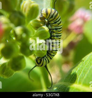 Le monarque caterpillar grignote un bourgeon d'herbe à lait Banque D'Images