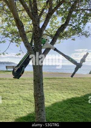 Seattle, États-Unis, 21 juillet 2021. Un scooter Lime en partage dans un arbre dans Myrtle Edwards Park juste avant le coucher du soleil. Banque D'Images
