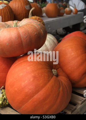 Citrouilles d'Halloween orange sur le marché agricole de Nashville, Tennessee Banque D'Images