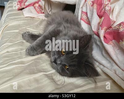 Chaton persan bleu de 5 mois couché sur le côté dans le lit humain. Banque D'Images