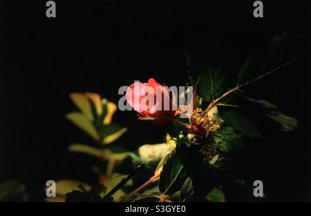 Rose sauvage, Rosa acicularis, pickly, fleur, rose Banque D'Images