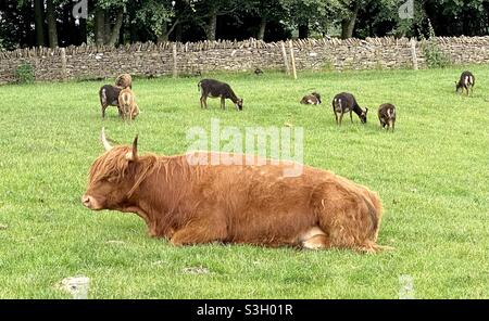 Parc agricole de Cotswold Banque D'Images