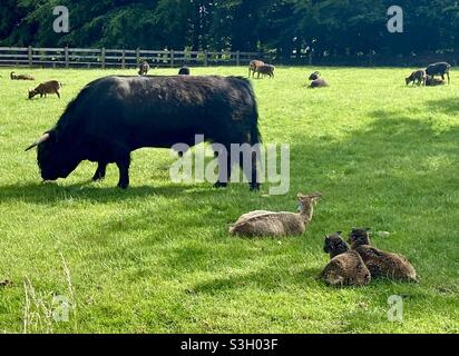 Taureau noir des hautes terres au parc agricole de Cotswold Banque D'Images