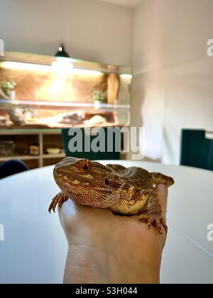 jeune homme barbu dragon dans une main, en arrière-plan un terrarium Banque D'Images