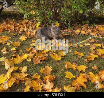 Chaton persan bleu de 5 mois marchant sur une laisse dans les feuilles d'automne. Banque D'Images