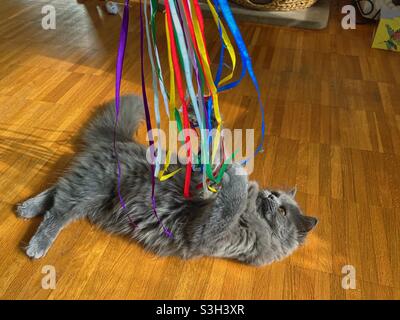 Chaton persan bleu de 5 mois jouant avec des rubans colorés blancs couchés sur un sol en bois. Banque D'Images