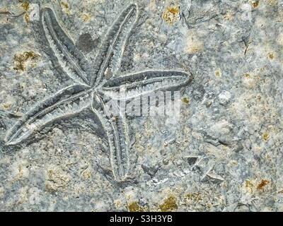 Fossile d'une étoile de mer trouvée sur la côte sud du pays de Galles, juillet. Banque D'Images