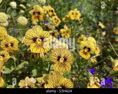 Pansies jaunes dans le jardin Banque D'Images