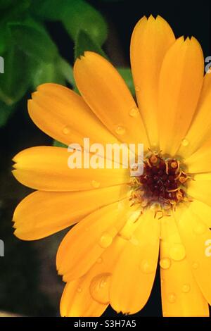 Fleur jaune doré (Calendula officinalis) avec gouttes de pluie, gros plan Banque D'Images