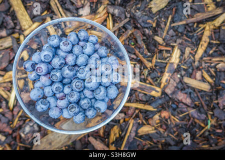 Bleuets dans un bol en verre sur fond d'écorce brune Banque D'Images