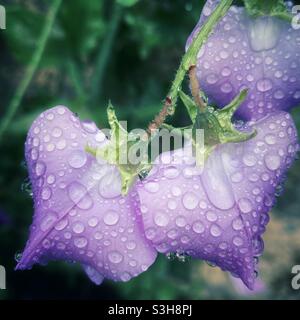 Une photographie en gros plan de délicates fleurs de pois roses violets doux sous la pluie Banque D'Images
