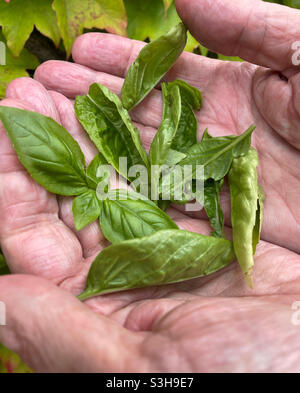 Gros plan d'un homme tenant des feuilles de basilic fraîchement cueillies dans les palmiers de sa main, USA Banque D'Images
