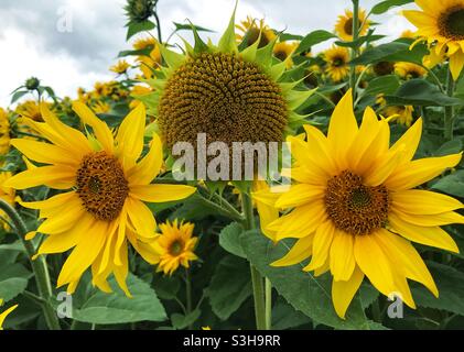 Champ de fleurs de soleil en fleurs Banque D'Images