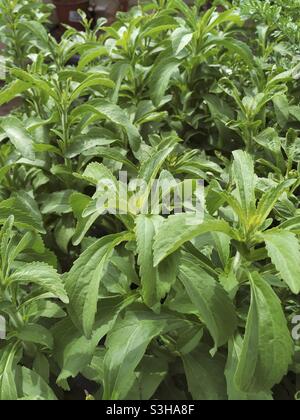 Sweet plante. Le Stevia rebaudiana. Banque D'Images