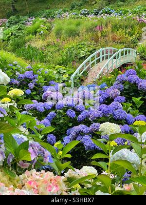 Hortensias et le pont au-dessus de l'étang Mallard dans les jardins de Trebah, Mawnan Smith, Cornwall, août. Banque D'Images