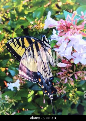 Le tigre de l'est perche sur la fleur d'Abelia Banque D'Images