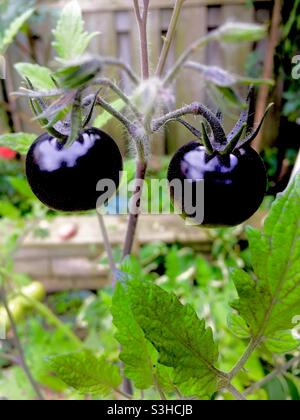 Deux tomates cerises noires sur une plante dans une cour, Ontario, Canada. Nom latin : Solanum lycopersicum. Difficile à trouver, peau noire, douce. Maison. Banque D'Images