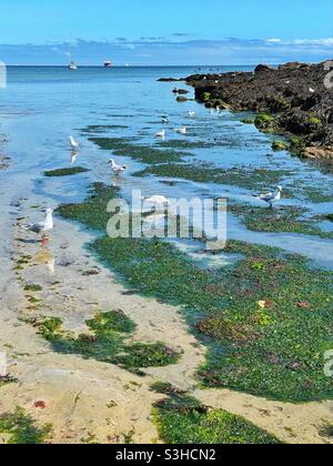 Des goélands à tête noire se nourrissant dans un petit ruisseau de plage sur la plage de Maenporth, près de Falmouth, Cornwall, août. Banque D'Images