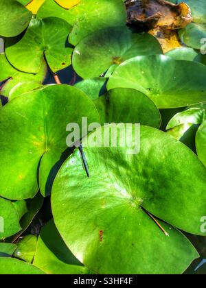 Une libellule reposant sur une grande feuille verte dans un étang à nénuphars Banque D'Images