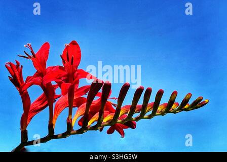 Ouverture de la tête de fleur Crocosmia lucifer Banque D'Images
