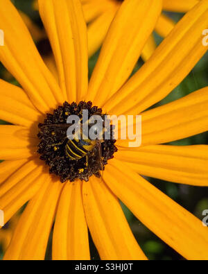 Gros plan de l'abeille sur fleur de Susan à œil noir Banque D'Images