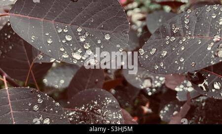 Gouttes de pluie comme les diamants sur les feuilles brunes Banque D'Images