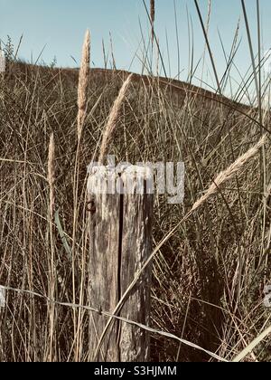 un vieux poteau de clôture en bois abîmé est surcultivé avec des herbes contre un ciel bleu Banque D'Images