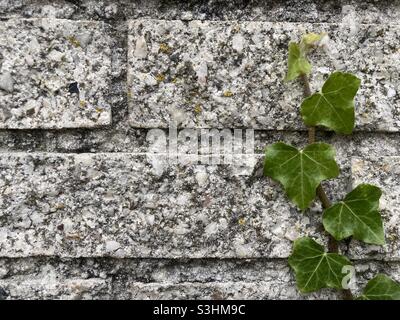 un tendril vert lierre pousse haut sur un mur de brique gris Banque D'Images