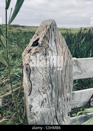un vieux poteau de clôture en bois déchiré dans un pré avec de l'herbe haute Banque D'Images