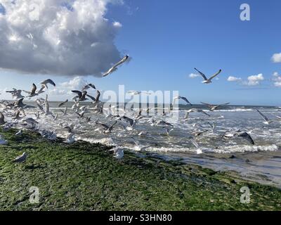 les mouettes survolent la mer du nord lors d'une belle journée ensoleillée Banque D'Images
