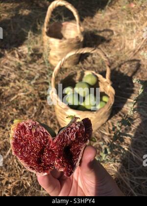 Figues fraîchement cueillies dans un panier Banque D'Images