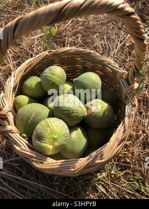 Figues fraîchement cueillies dans un panier Banque D'Images