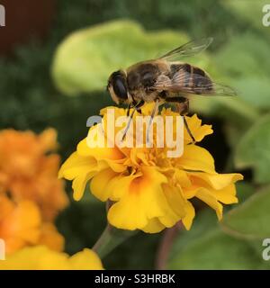 Une mouche à drone commune pollinisant une fleur de Marigold Banque D'Images