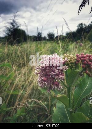 Fleurs de laitaded communes dans le champ de ferme Banque D'Images